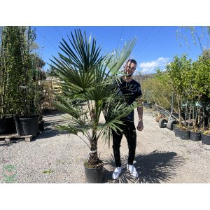 Palma konopná (Trachycarpus fortunei) - výška 150-180 cm, kont. C18L, výška kmeňa 40-50 cm (-17°C)